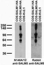 SALM5/LRFN5 Antibody in Western Blot (WB)