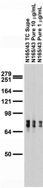 Pan-PTPR (Receptor-Type Tyrosine-Protein Phosphatase) Monoclonal Antibody (N165/43)