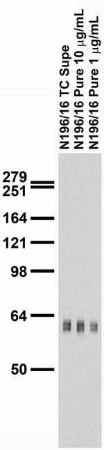 PARIS/ZNF746 Antibody in Western Blot (WB)