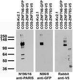 PARIS/ZNF746 Antibody in Western Blot (WB)