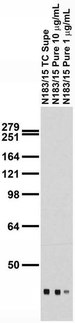 QKI-7 Antibody in Western Blot (WB)