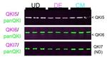 QKI-7 Antibody in Western Blot (WB)