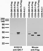QKI-7 Antibody in Western Blot (WB)