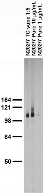 Fig4/Sac3 Antibody in Western Blot (WB)