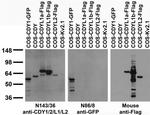 CDY1/2/L1/L2 Monoclonal Antibody (N143/36)