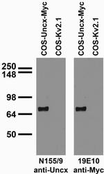 Uncx Monoclonal Antibody (N155/9)