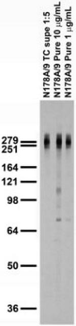 Cav3.1 Ca2+ Channel Antibody in Western Blot (WB)