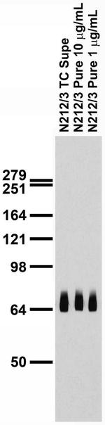 TRIP8b (Exon 4) Antibody in Western Blot (WB)