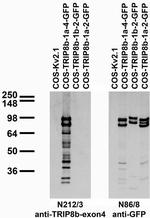 TRIP8b (Exon 4) Antibody in Western Blot (WB)