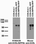 OCRL/INPP5b Monoclonal Antibody (N166A/26)