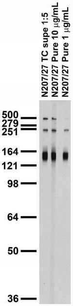 LRP4 (Extracellular) Antibody in Western Blot (WB)