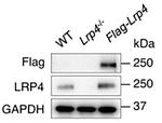 LRP4 (Extracellular) Antibody in Western Blot (WB)