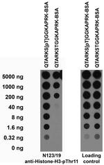 Phospho-Histone H3 (Thr11) Antibody in Dot Blot (DB)