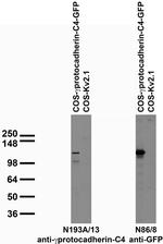 Gamma-Protocadherin-C4 Monoclonal Antibody (N193A/13)