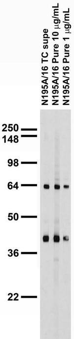 QKI-5 Antibody in Western Blot (WB)