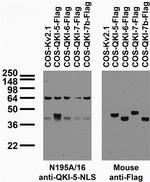 QKI-5 Antibody in Western Blot (WB)