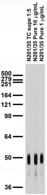 Iduna/RNF146 Monoclonal Antibody (N201/35)