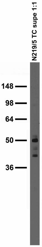 RBM17/SPF45 Antibody in Western Blot (WB)