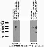 Gamma-Protocadherin-C3 Antibody in Western Blot (WB)