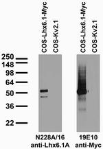 Lhx6.1 Monoclonal Antibody (N228A/16)