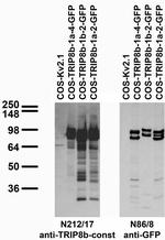 TRIP8b Antibody in Western Blot (WB)