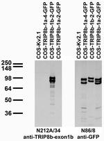 TRIP8b (Exon 1b) Monoclonal Antibody (N212A/34)