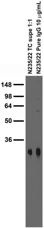 Pan-FHF-A Antibody in Western Blot (WB)