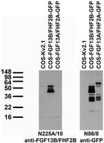 FGF13/FHF2/B Isoform Monoclonal Antibody (N225A/10)