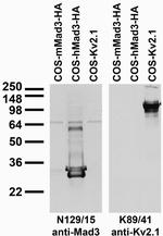 Mad3 Monoclonal Antibody (N129/15)