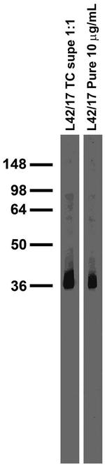 SynDIG1/Tmem90b Monoclonal Antibody (L42/17)
