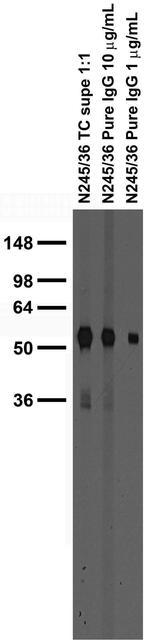 TARPGamma2/4/8 Antibody in Western Blot (WB)
