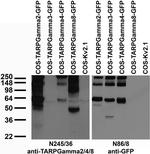 TARPGamma2/4/8 Monoclonal Antibody (N245/36)