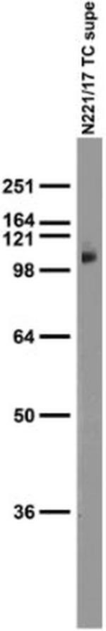 TrpV1 Antibody in Western Blot (WB)