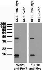 PEX7 Monoclonal Antibody (N232/9)