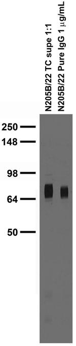 LRRTM4 Monoclonal Antibody (N205B/22)
