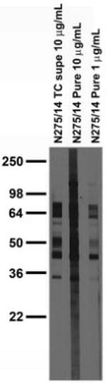 Synaptotagmin-7 Antibody in Western Blot (WB)