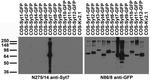 Synaptotagmin-7 Antibody in Western Blot (WB)