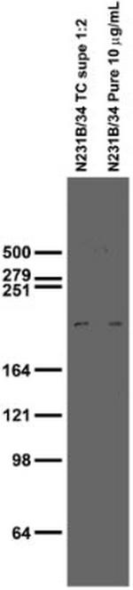 LRRK2/Dardarin/N3 Monoclonal Antibody (N231B/34)