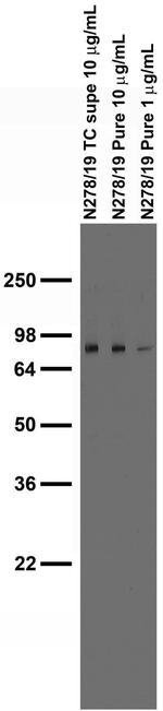 Synaptotagmin-3 Antibody in Western Blot (WB)