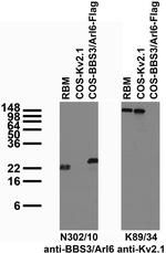 BBS3/Arl6 Antibody in Western Blot (WB)