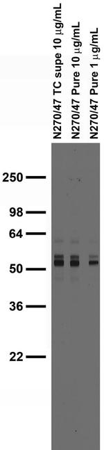 Synaptotagmin-6 Antibody in Western Blot (WB)