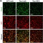 GluN1/NR1 Glutamate Receptor Monoclonal Antibody (N308/48)