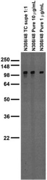 GluN1/NR1 Glutamate Receptor Antibody in Western Blot (WB)
