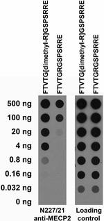 MECP2 Antibody in Dot Blot (DB)
