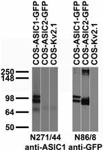 ASIC1 Antibody in Western Blot (WB)