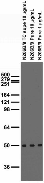 GFAP-R416WT Monoclonal Antibody (N206B/9)