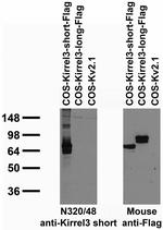 Kirrel3 Short Isoform 3 Antibody in Western Blot (WB)