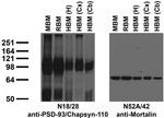 Chapsyn-110 MAGUK Antibody in Western Blot (WB)