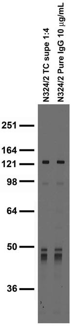 Rem2 Antibody in Immunohistochemistry (Frozen) (IHC (F))