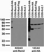 Rem2 Antibody in Western Blot (WB)